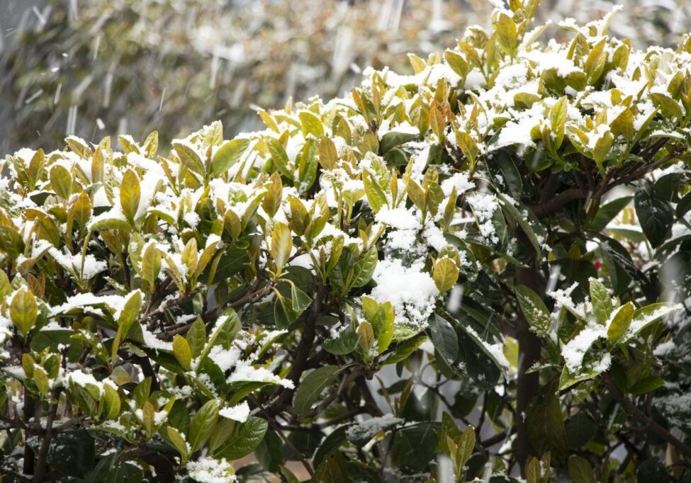 plants suffering winter damage